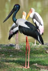 Zoo Negara