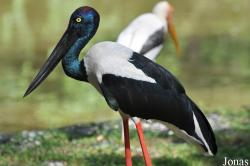 Zoo Negara