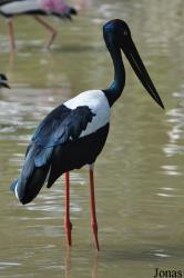Zoo Negara