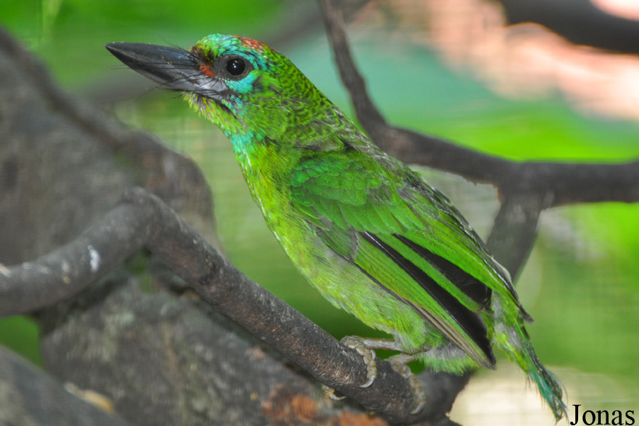 Zoo Negara
