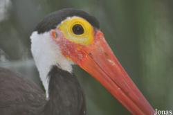 Ciconia stormi