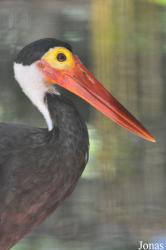 Zoo Negara