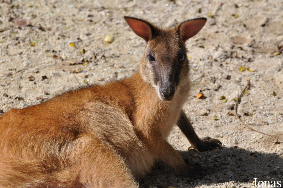 Zoo Negara