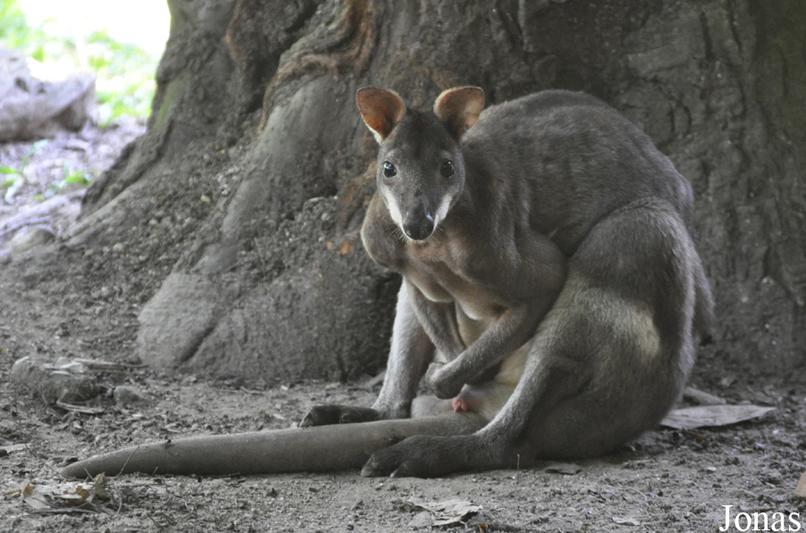 Zoo Negara