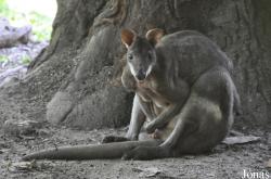 Zoo Negara