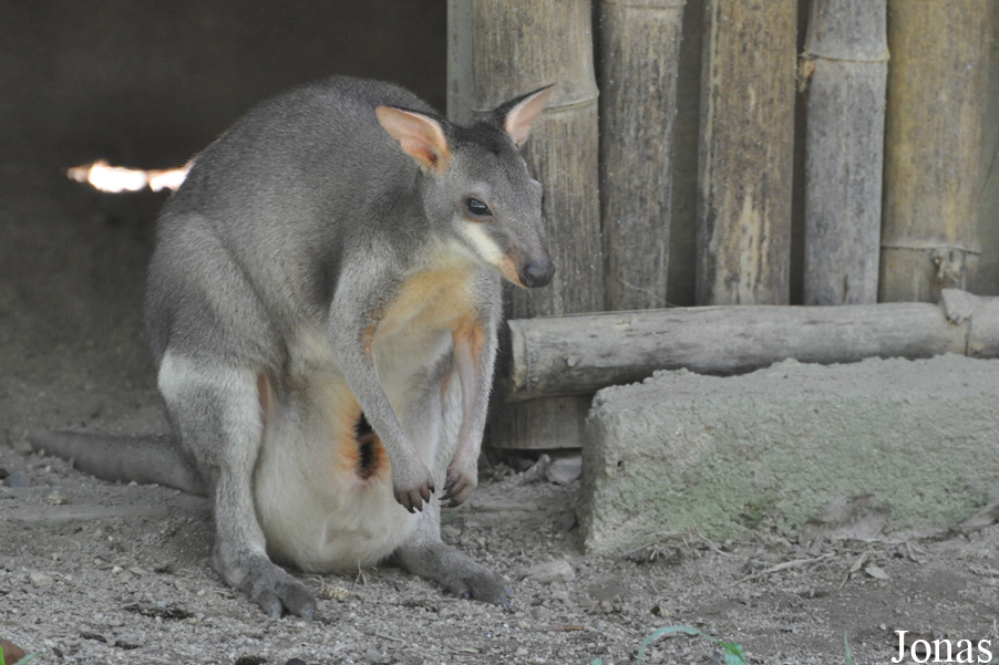 Zoo Negara