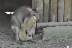 Zoo Negara