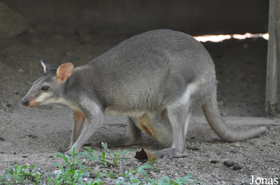 Zoo Negara