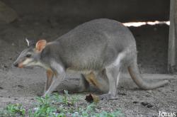 Zoo Negara