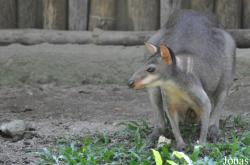 Zoo Negara