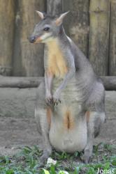 Zoo Negara