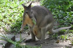 Zoo Negara