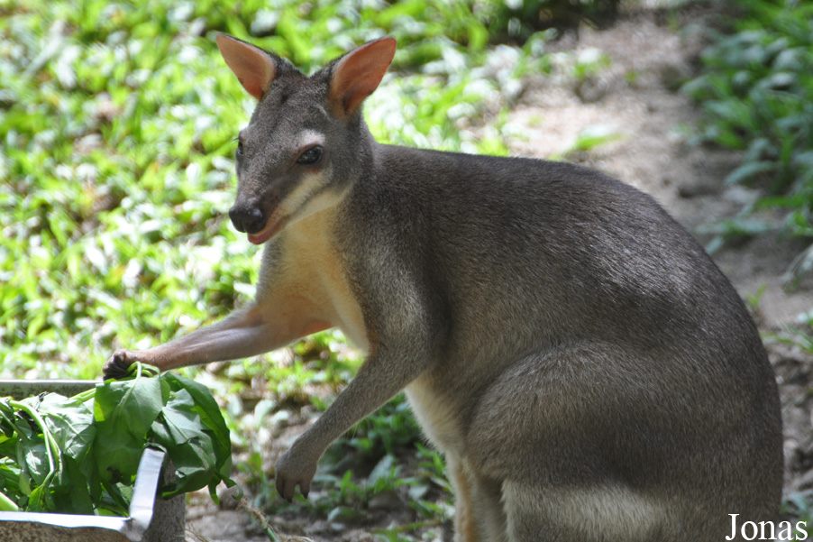 Zoo Negara