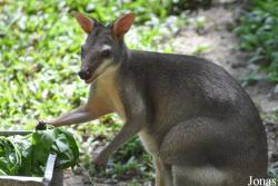 Zoo Negara