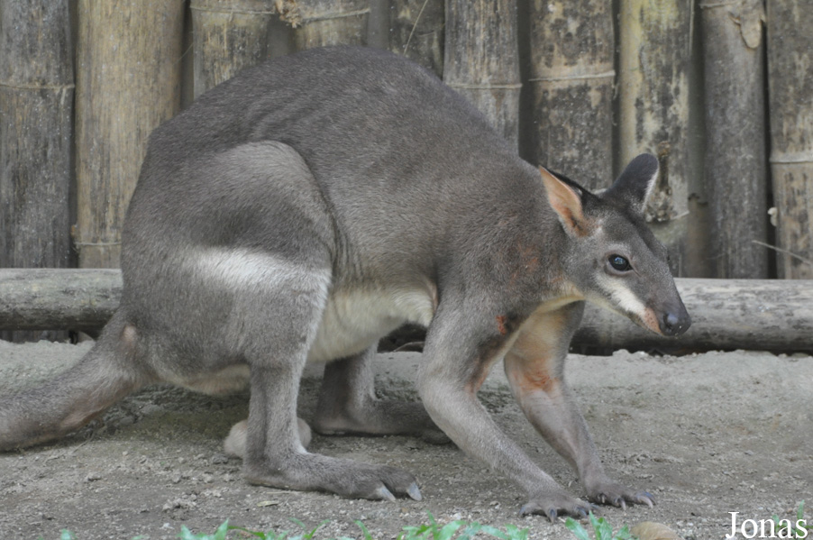Zoo Negara