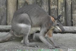 Zoo Negara