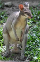 Zoo Negara