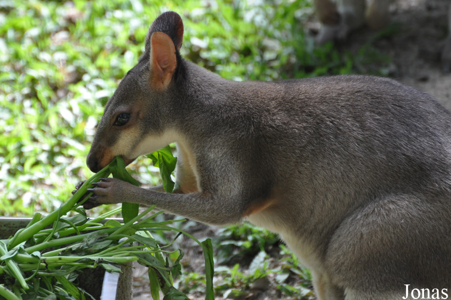Zoo Negara