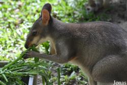 Zoo Negara