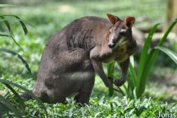 Zoo Negara