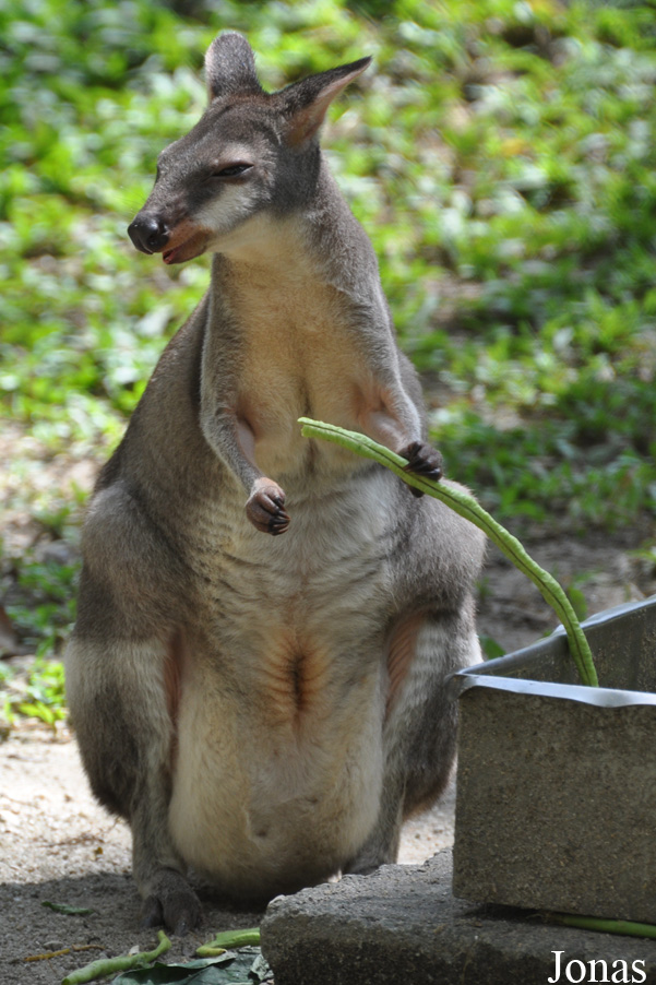 Zoo Negara