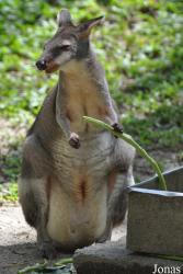 Zoo Negara