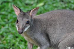 Zoo Negara