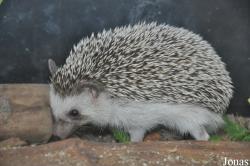 Erinaceus amurensis