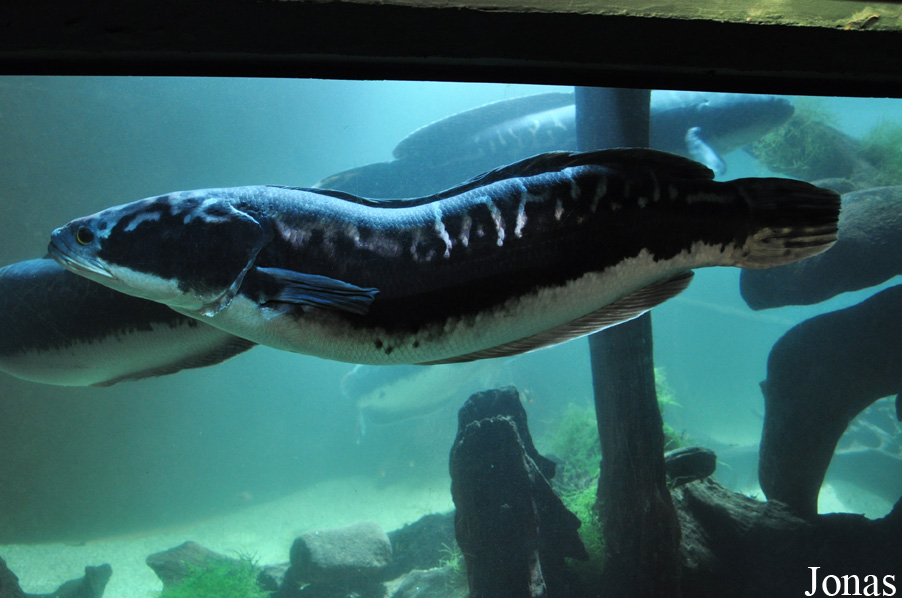 Zoo Negara