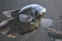 Osphronemus septemfasciatus