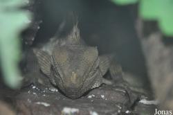 Gonocephalus bellii