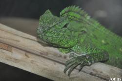 Gonocephalus abbotti