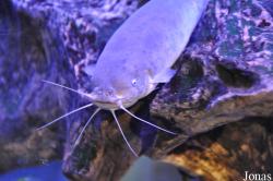 Malapteruridae
