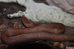 Psammodynastes pulverulentus