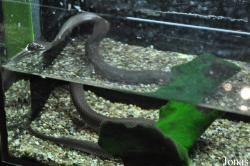 Aquaria KLCC