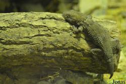 Tarentola annularis