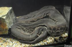 Acrochordidae
