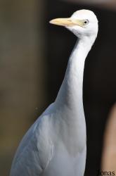 Kuala Lumpur Bird Park