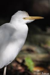 Kuala Lumpur Bird Park