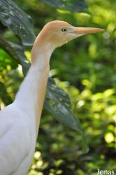 Kuala Lumpur Bird Park