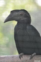 Kuala Lumpur Bird Park