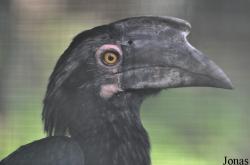 Kuala Lumpur Bird Park