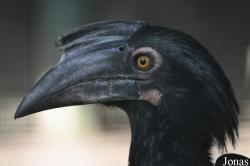 Kuala Lumpur Bird Park