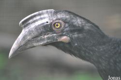 Kuala Lumpur Bird Park