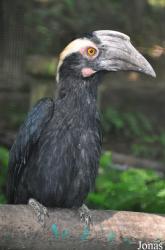 Kuala Lumpur Bird Park