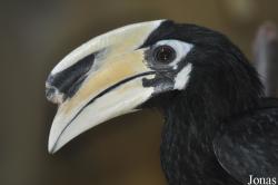Anthracoceros albirostris