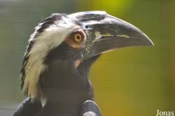 Kuala Lumpur Bird Park