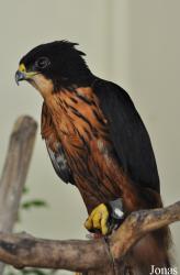 Kuala Lumpur Bird Park