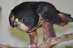 Kuala Lumpur Bird Park