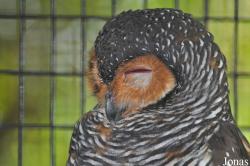 Kuala Lumpur Bird Park